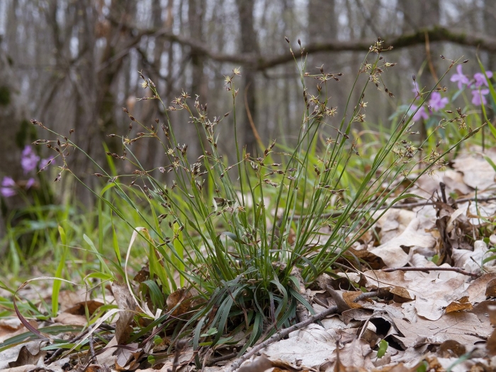 Ожика волосистая