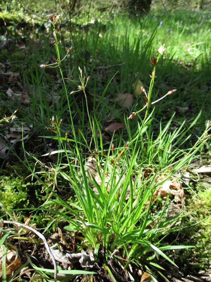 Juncus filiformis