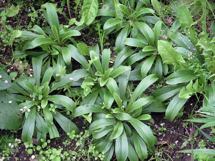 Черемша медвежий лук