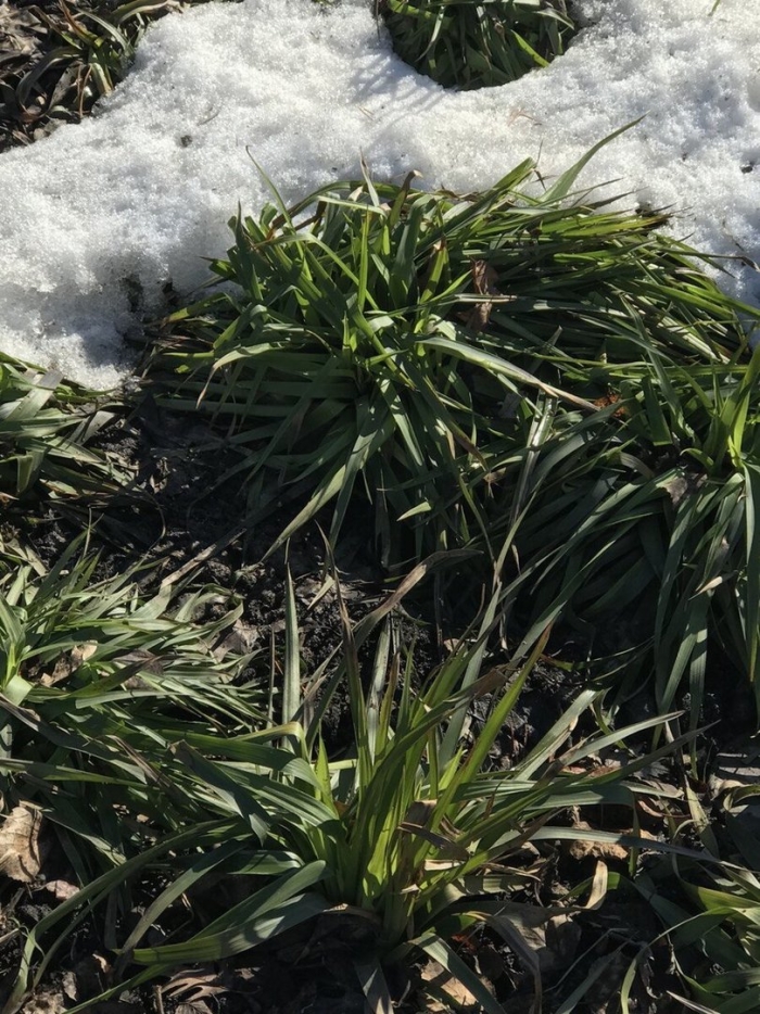 Ожика лесная