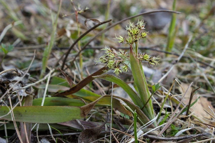 Ожика лесная (luzula sylvatica)