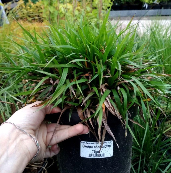 Ожика лесная маргината