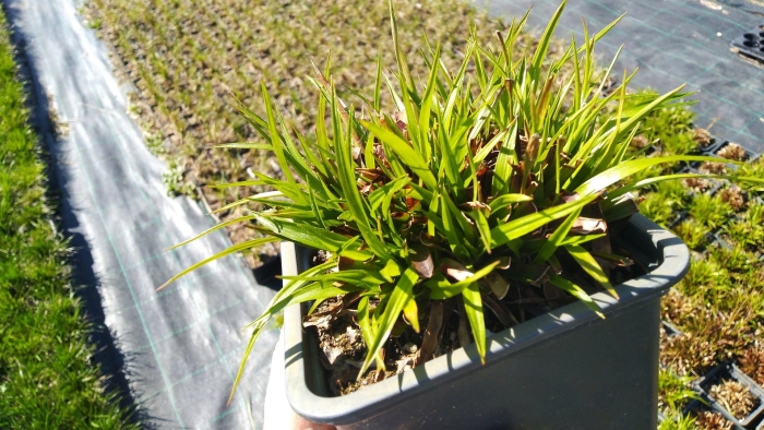 Ожика маргината