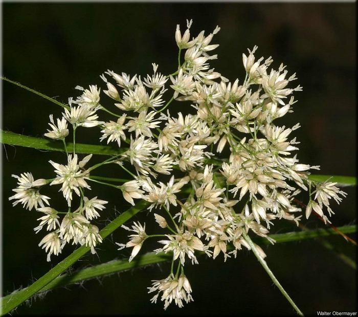 Ожика боровая – luzula luzuloides