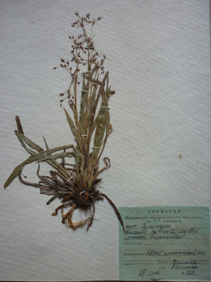 Мятлик луговой