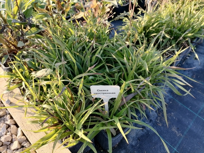 Ожика альпийская