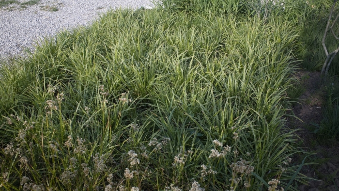 Овсяница тростниковая festuca arundinacea