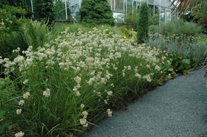 Ожика снежно-белая люциус