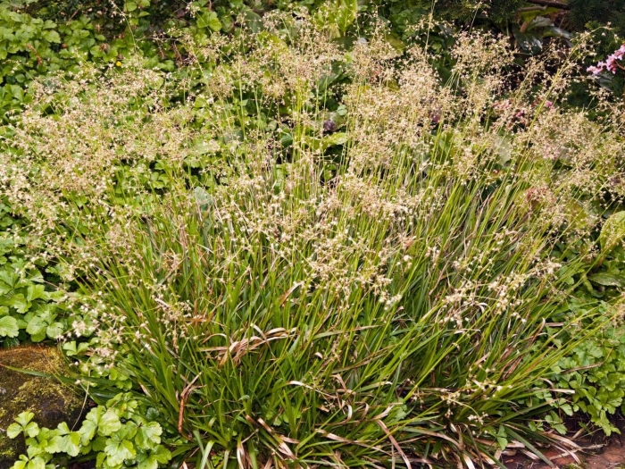 Ожика лузула