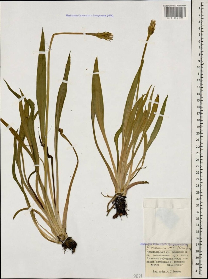 Scorzonera parviflora