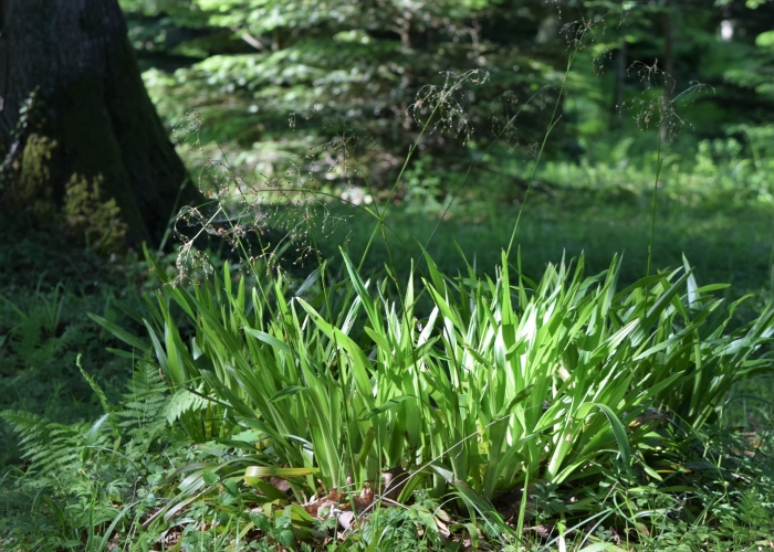 Ожика волосистая