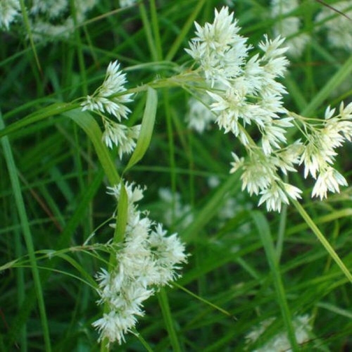 Ожика снежно-белая люциус