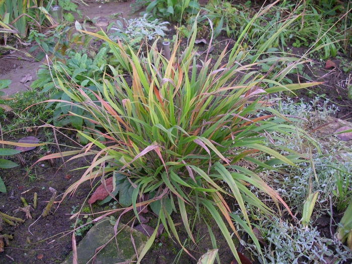 Коротконожка лесная