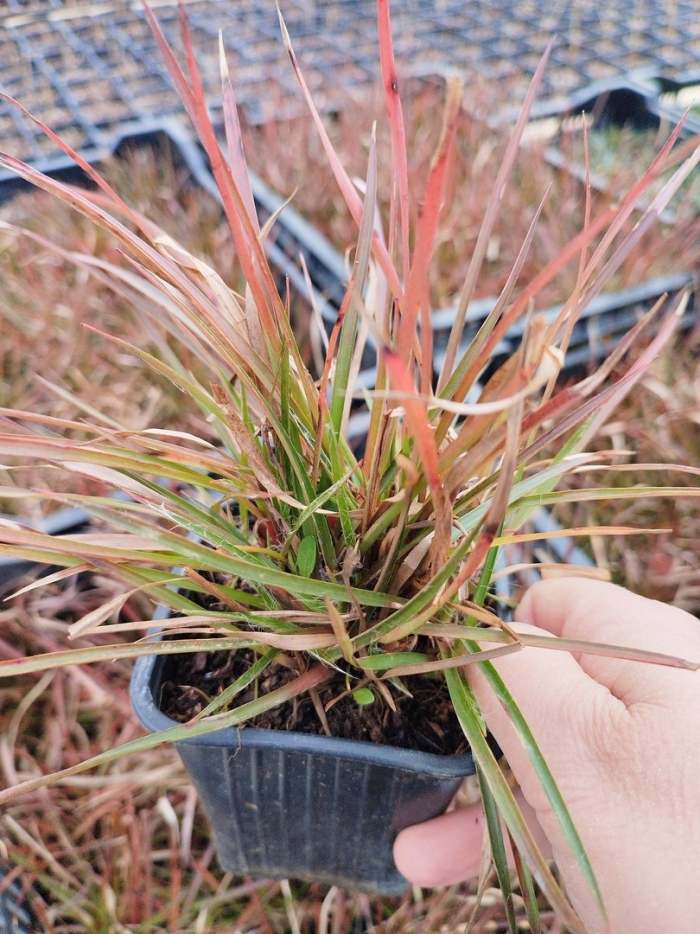 Uncinia rubra everflame