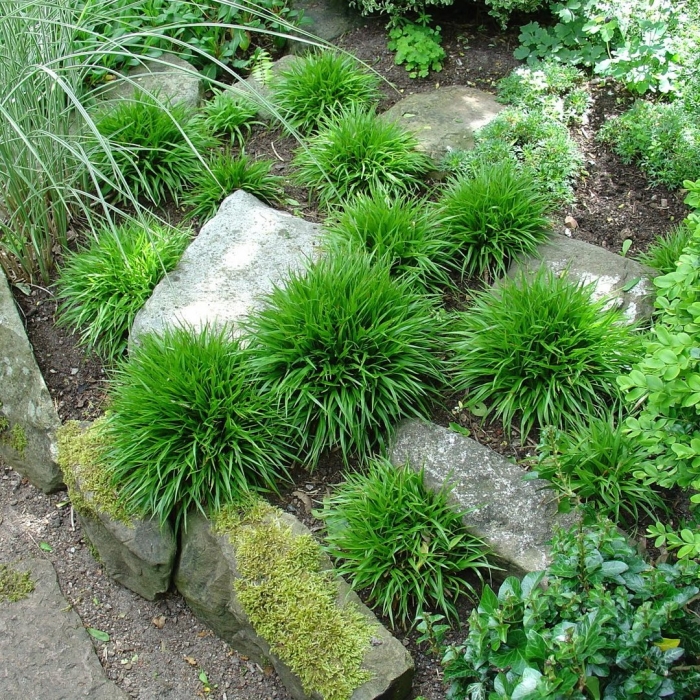 Ожика волосистая (luzula pilosa)