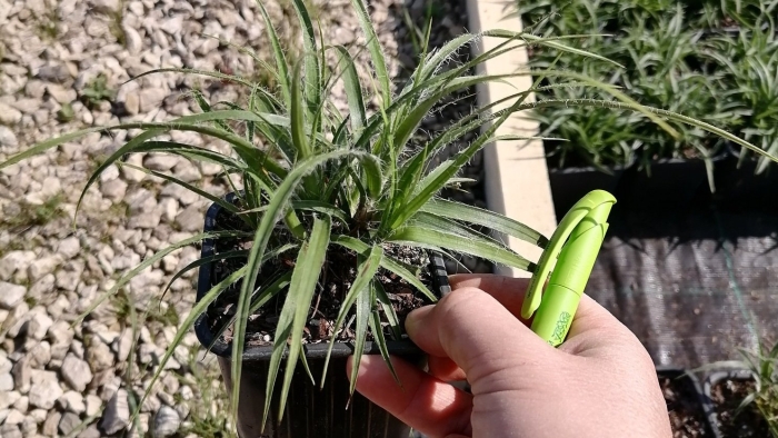 Ophiopogon japonicus