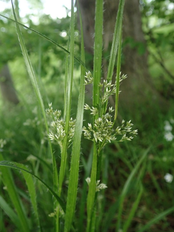 Ожика боровая – luzula luzuloides