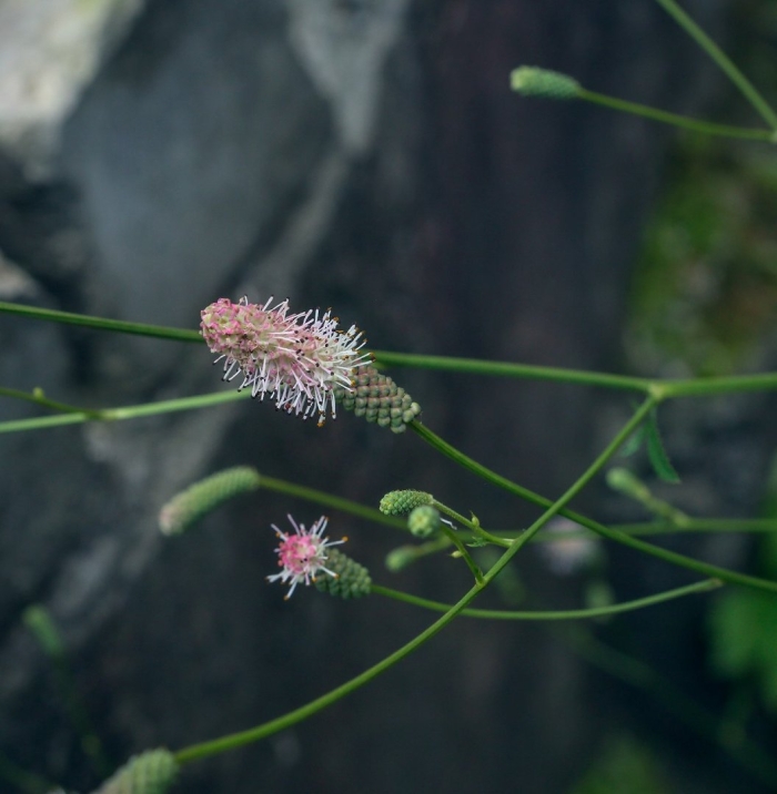 Sanguisorba parviflora