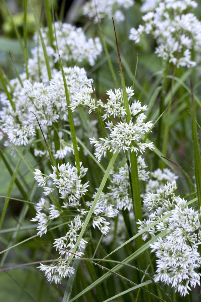 Ожика снежно белая