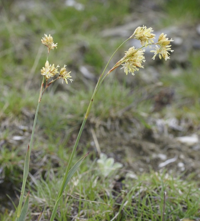 Luzula lutea