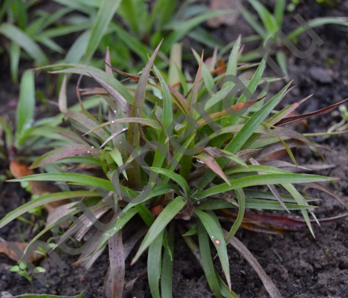 Ожика волосистая igel