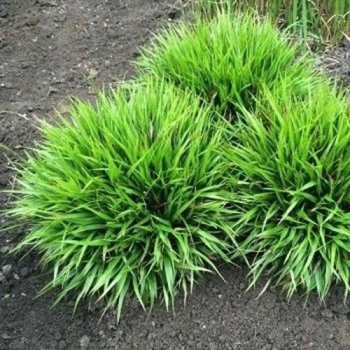 Осока лесная