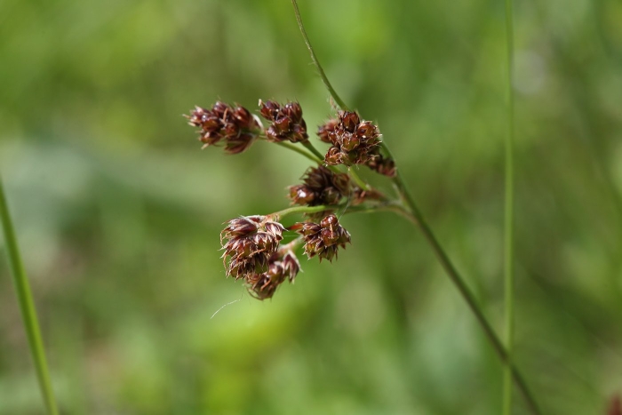 Ситник (juncus)