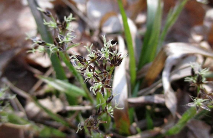 Ожика волосистая (luzula pilosa)