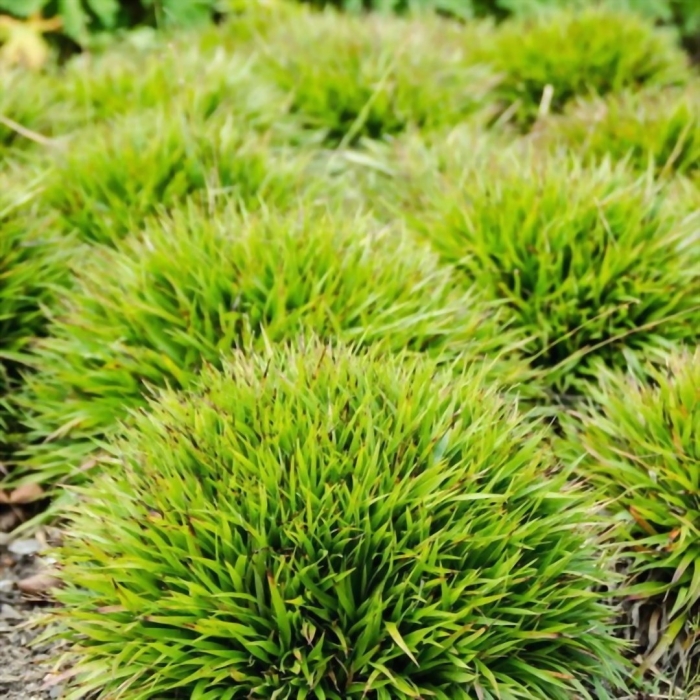 Ожика волосистая