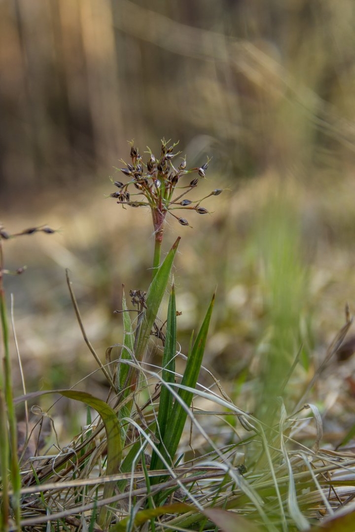 Ожика волосистая (luzula pilosa)