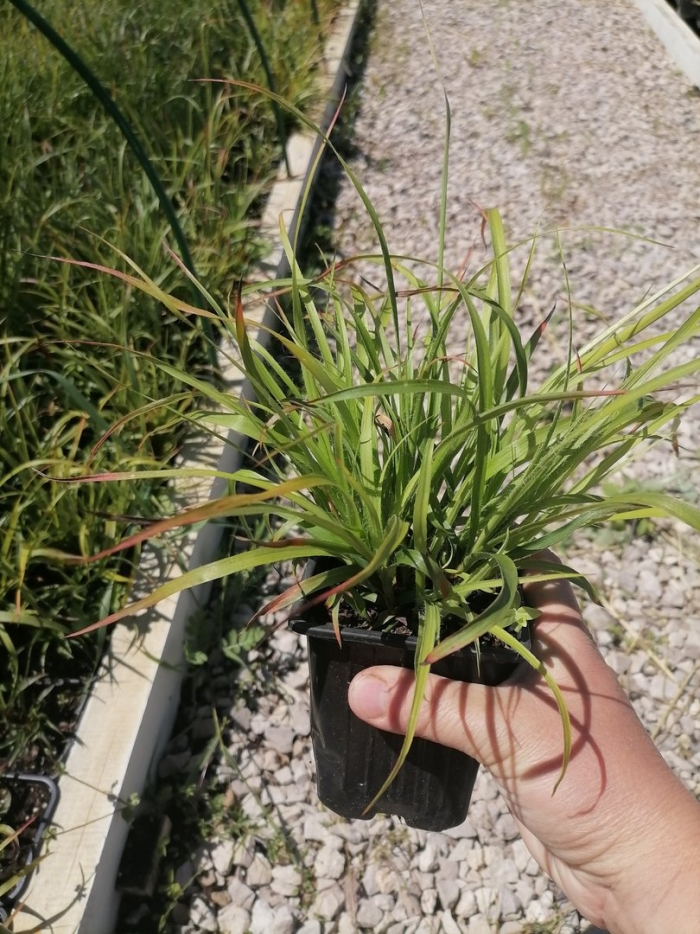 Осока пендула