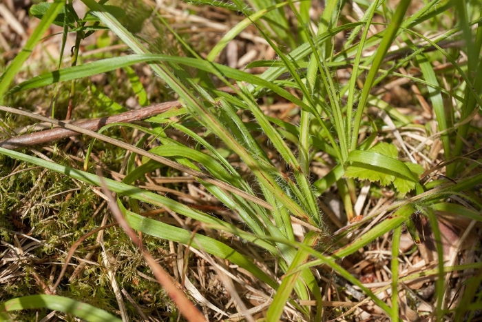 Paspalum conjugatum
