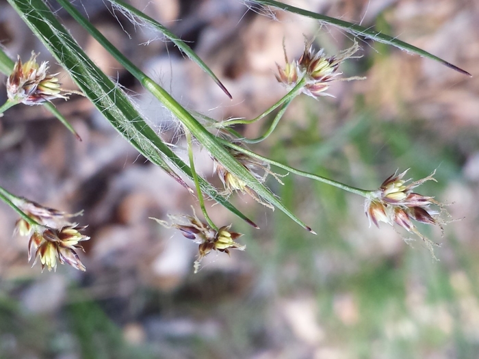 Мятлик луковичный (poa bulbosa)