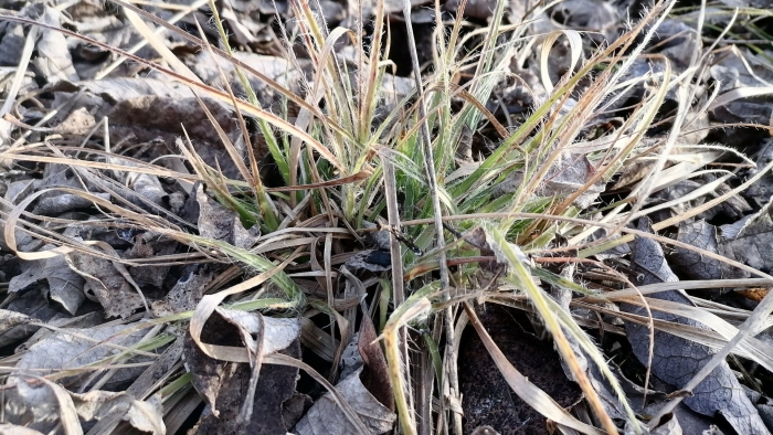 Ожика снежная