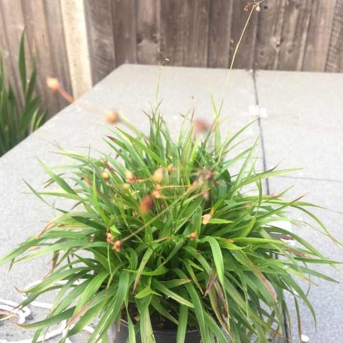 Ожика лузула