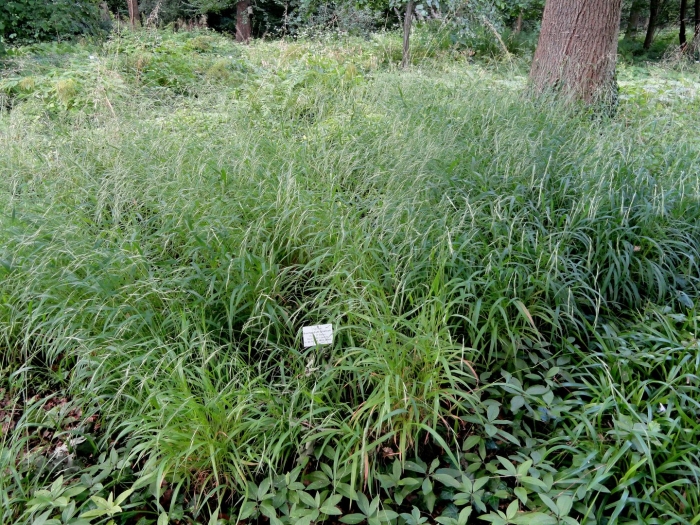 Molinia arundinacea