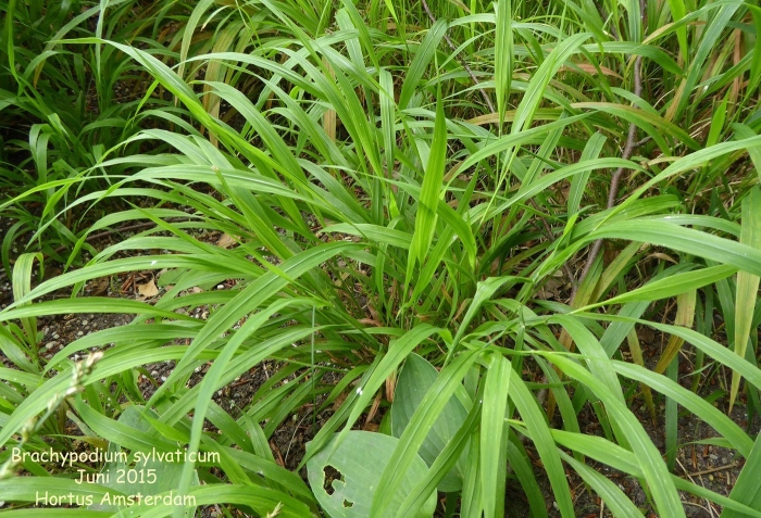 Коротконожка лесная brachypodium sylvaticum