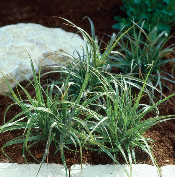 Ожика снежная люциус