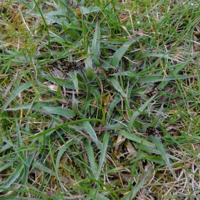 Ожика полевая