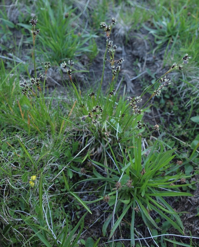 Luzula alpinopilosa