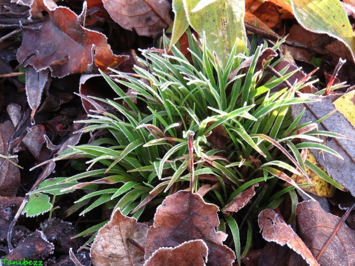 Ожика волосистая (luzula pilosa)