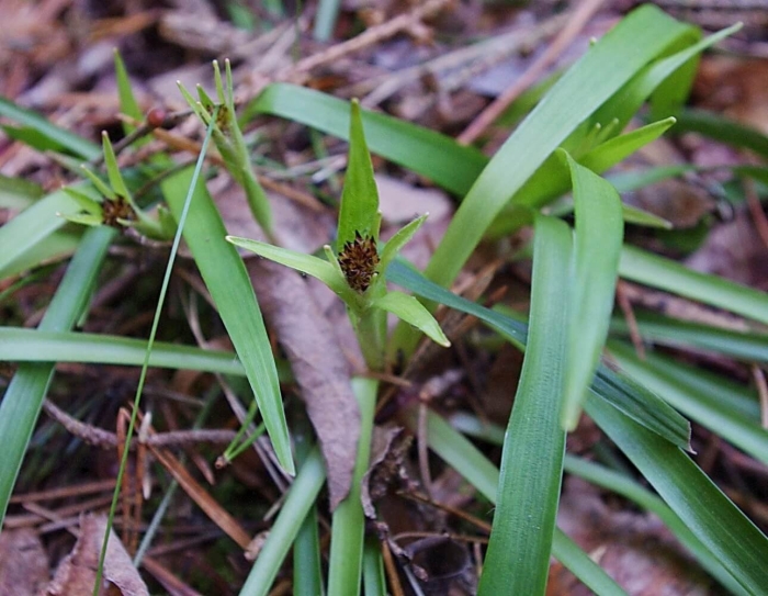 Carex siderosticta