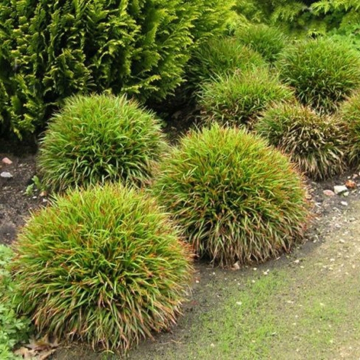 Ожика волосистая