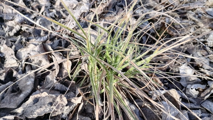 Ожика волосистая