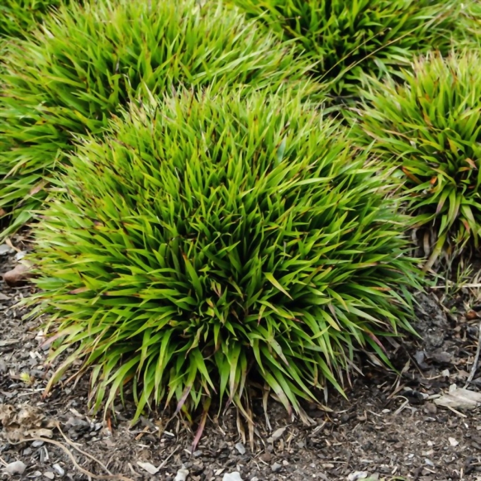 Ожика волосистая