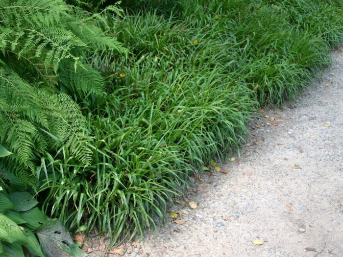 Осока морроу в ландшафтном дизайне