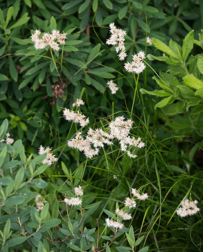 Лабазник вязолистный таволга