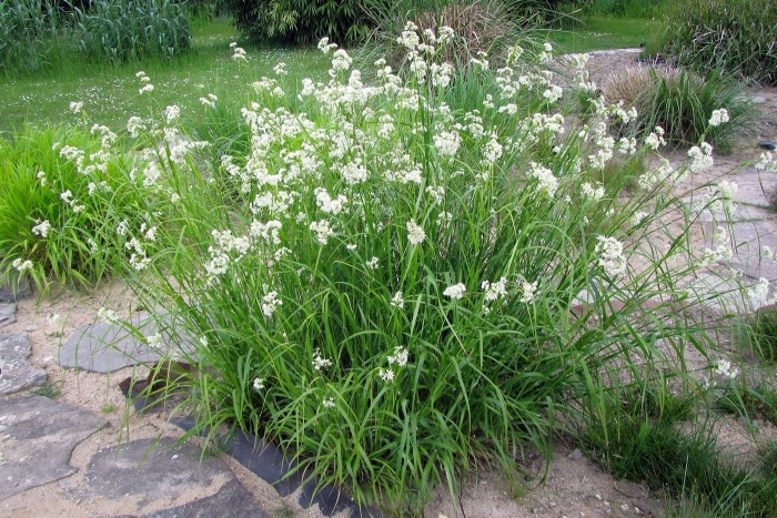 Ожика снежно-белая (luzula nivea)