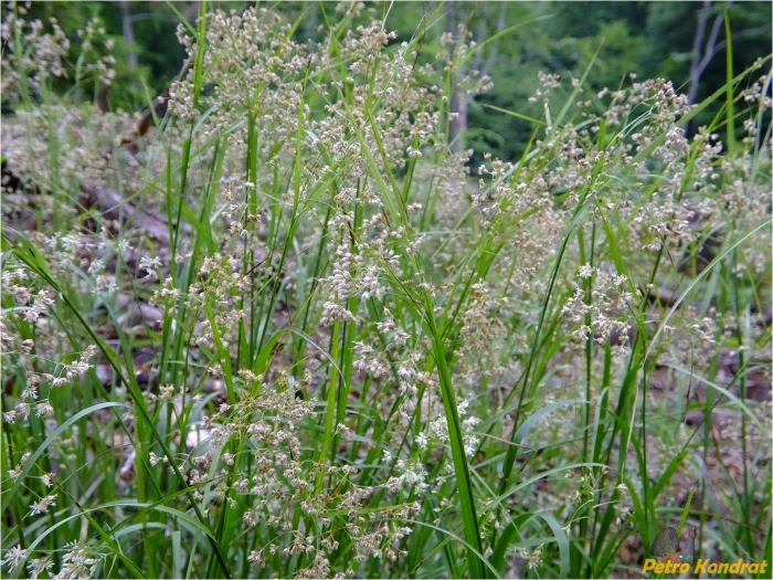 Agrostis canina montana