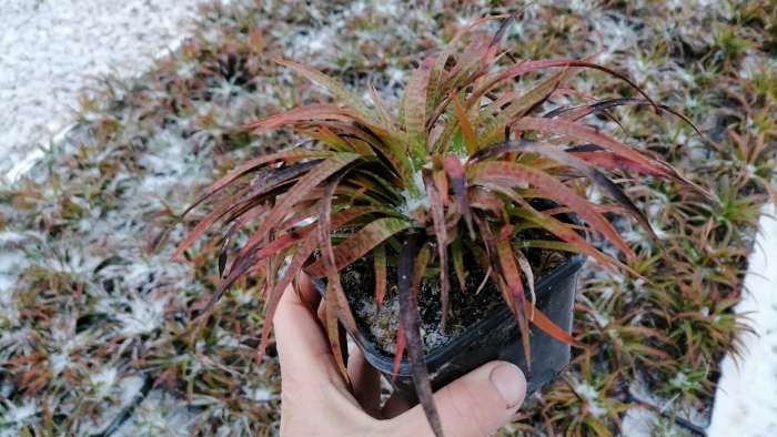 Ожика волосистая igel